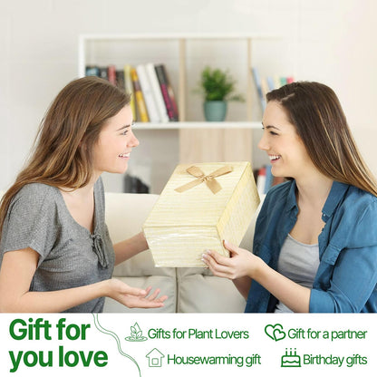 Plant Propagation Stations Heart Plant Terrarium Kit Gift for Women Plant Lover Glass Vases