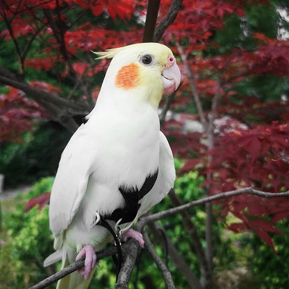 VANFAVORI Adjustable Bird Harness with 80 Inch Leash, Outdoor Flying Kit Training Rope for Bird Parrots Cockatiel S Size Weight 70-120 Grams, 2 Pieces
