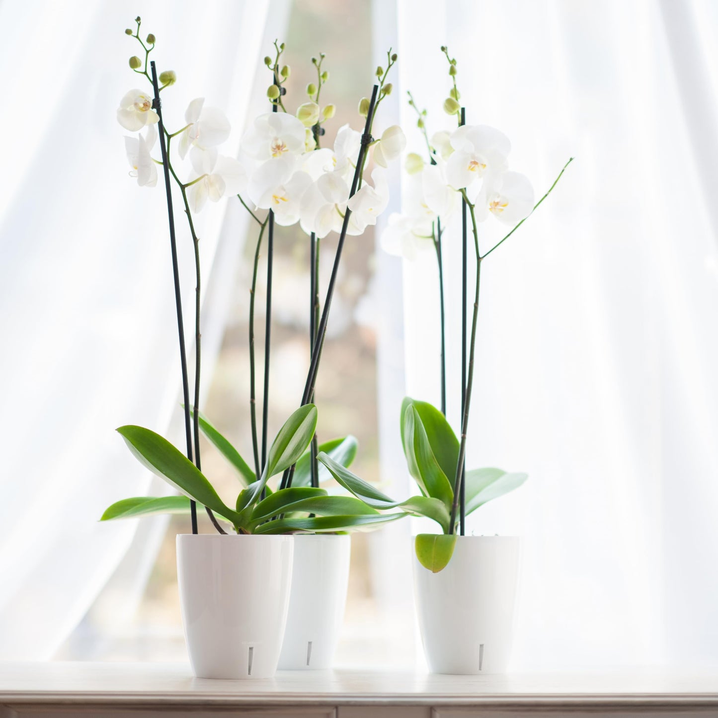 DECOPOTS - Self Watering Orchids Pots Set of 3 - Wicking Planter for Flowers - Water Level Indicator (5.9" Diameter, White)