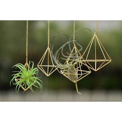libproqia 4 Pcs Geometric Himmeli Air Plant Holders - Metal Tillandsia Display Hangers with Chains, 2 Sizes (Small & Large) - Gold Home Decor, Housewarming Gift, Boho Wall or Ceiling Hanging Planter