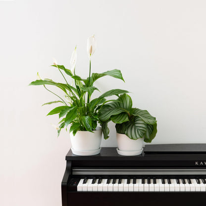 Kin 'n' Kind Set of 2 Minimalist Plant Pots (6.5" & 5.5") – Modern Indoor Planters with Drainage & Saucers & Plugs – Durable Eco-Conscious Composite, Indoor/Outdoor - Ventura Mist White