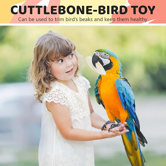 40 Pcs Cuddle Bone Cuttlefish Bone 3.0" to 3.5" Cuttlebone for Birds with 1 Parakeet Cuttlebone Holder Bird Cage Food Clip, Parakeet Toys Chew Toy for Birds Parrots Cockatiels Budgie Snails Reptiles