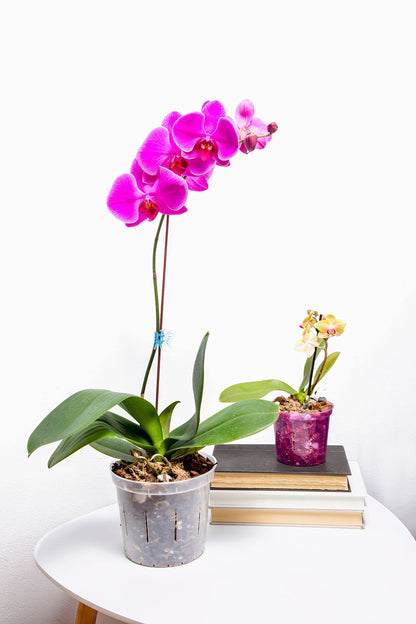rePotme Orchid Pot Growers Assortment (8 Slotted Clear Orchid Pots - 2 Each of 3, 4, 5, 6 Inch) - Premium Orchid Planters, Orchid Pots with Holes for Repotting