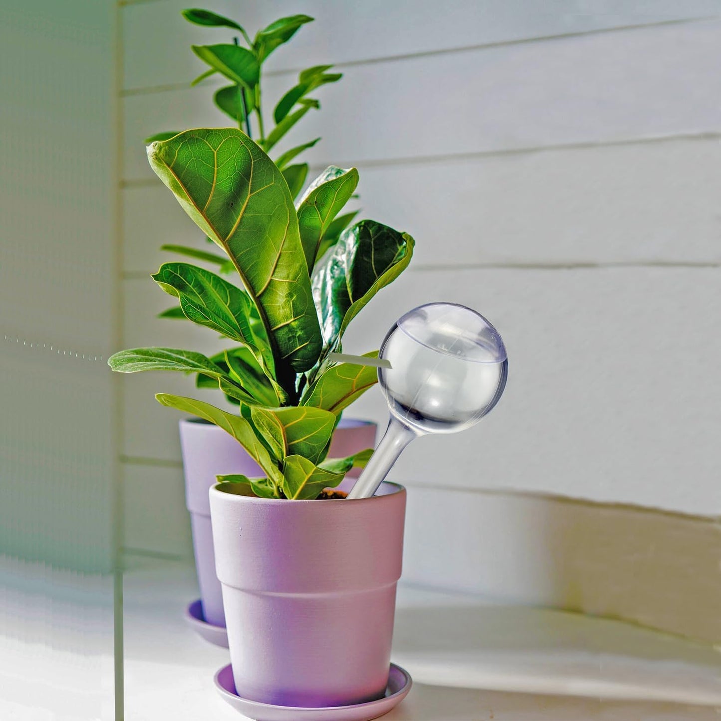 Dorphy Self Watering Globes for Plants - Automatic Watering Bulbs for Indoor & Outdoor Potted Plants, Vacation Plant Care, Water Conservation Device