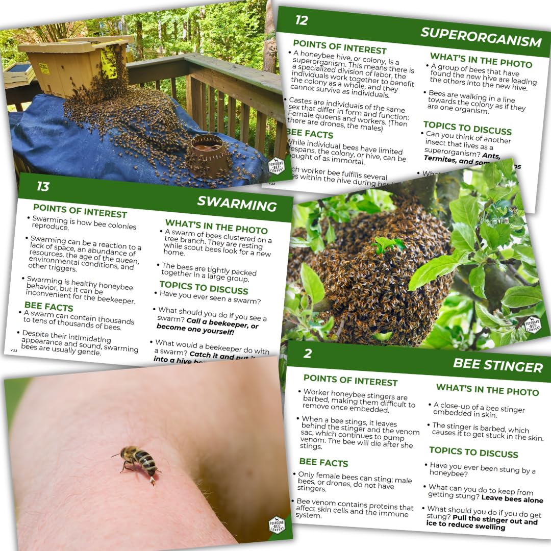 Educational Beekeeping Cards – 12x18 Oversized Beekeeping Flashcards for Teaching Bees and Beekeeping - Classroom and Workshop Learning Tool (Basic Set - Heavy Card Stock)