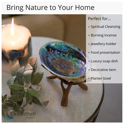 Natural Abalone (Pāua) Shell, with Stand,6-6.5 Inches,Supreme for Smudging,Cleansing Home,Meditation,Shell Crafts,Incense Holder,100% Natural, Sustainably Sourced by Ocean Shell Studios NZ