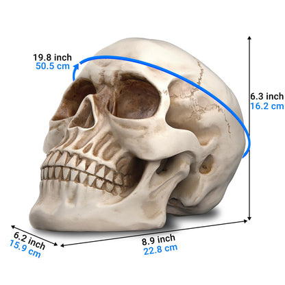 READAEER Life Size Resin Skull, Large Size Adult Skull Head Model for Home Decoration, Halloween Skull Statue, Human Skull Head Model (White)