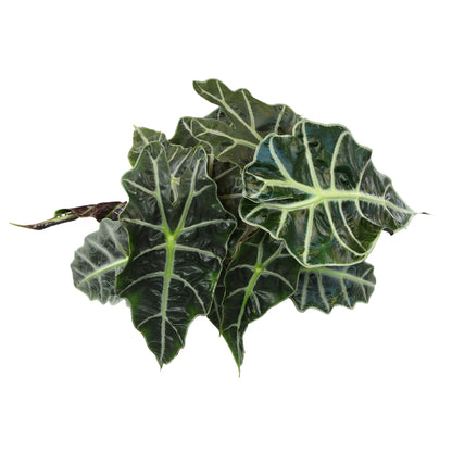 Altman Plants 'Polly' Alocasia Live Plant Decor in 6 Inch White Plastic Plant Pot, Elephant Ear Plant Gift & Desk Plant, Easy Plant & Indoor Plant, Air Purifying Plants in Indoor Potting Soil Mix