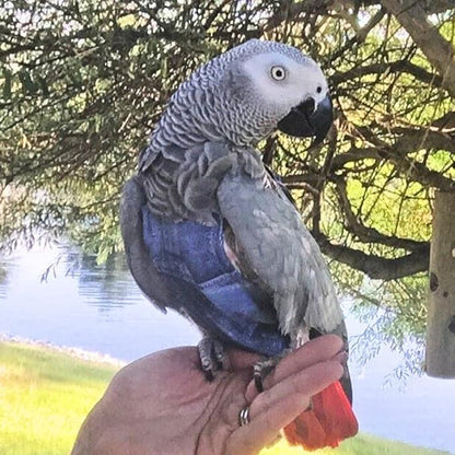 Avian Fashions FeatherWear FlightSuit JrSmall(3) Bird Diaper in Denim Print