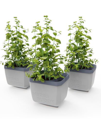 BUZZY Seeds Herb Buddy Self-Watering Herb Planter with Water Level Indicator – Indoor Kitchen & Windowsill Planter (Grey)