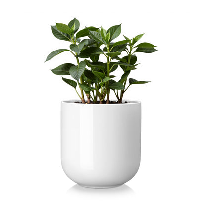 vancasso 6 Inch Ceramic Plant Pots, Planters with Drainage Hole, Flower Pots Planters Pots for Indoor Plants, Modern Indoor Decorative Garden Pot, Home Decor, White
