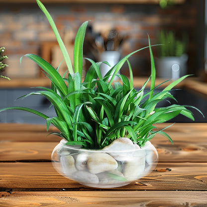 GANAZONO Clear Fish Bowl Vase Bubble Bowl Round Shallow Planter Glass Hydroponic Planter Floral Container for Table Centerpiece Wedding Event 15cm