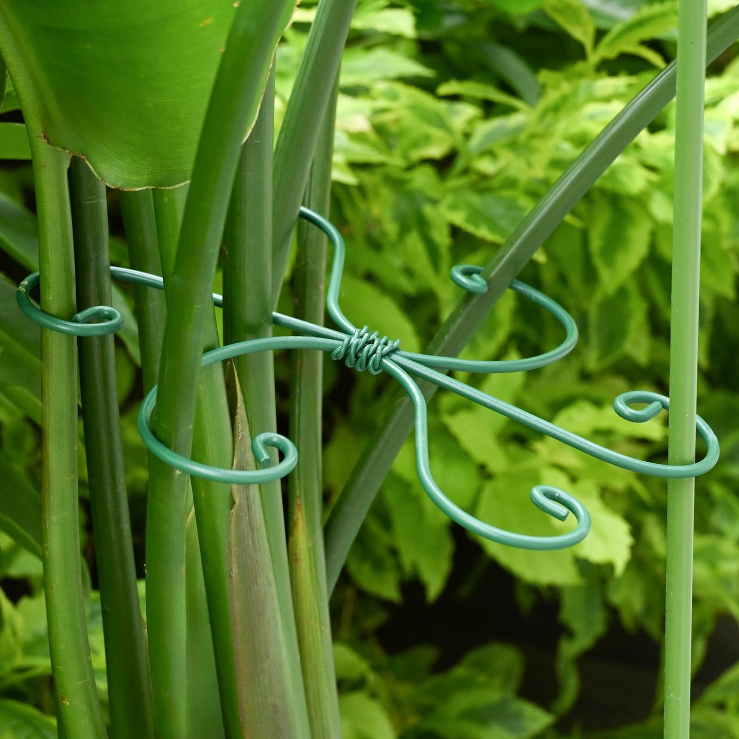 Yohsnor Monstera Plant Stem Support - 5 Pack 6.5"x6.5" Green Metal Stem Stabilizers, Adjustable Ring Clamps for Indoor Plants, Fishbone Cactus, Turtle Shell Bamboo & Climbing Vines