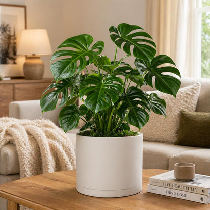 Giraffe Creation 10-Inch Round Cylinder Plant Pot, Modern Indoor/Outdoor Planter with Drainage Hole, Saucer & Water Reservoir, White