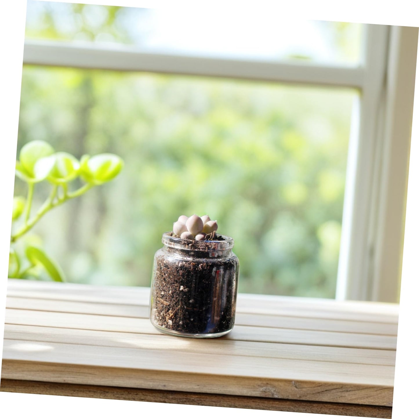 BESPORTBLE 10pcs Stylish Miniature Glass Bottles for Succulents Plant Propagation Tubes Micro Landscape Terrariums