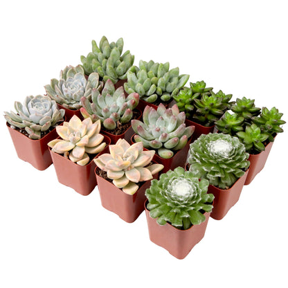 Succulents Plants Live (12PK) Potted Succulent Plants Live House Plants, Cactus Plants Live Plants Indoor Plants Live Houseplants, Indoor Plant Succulents Live Plant House Plant by Plants for Pets