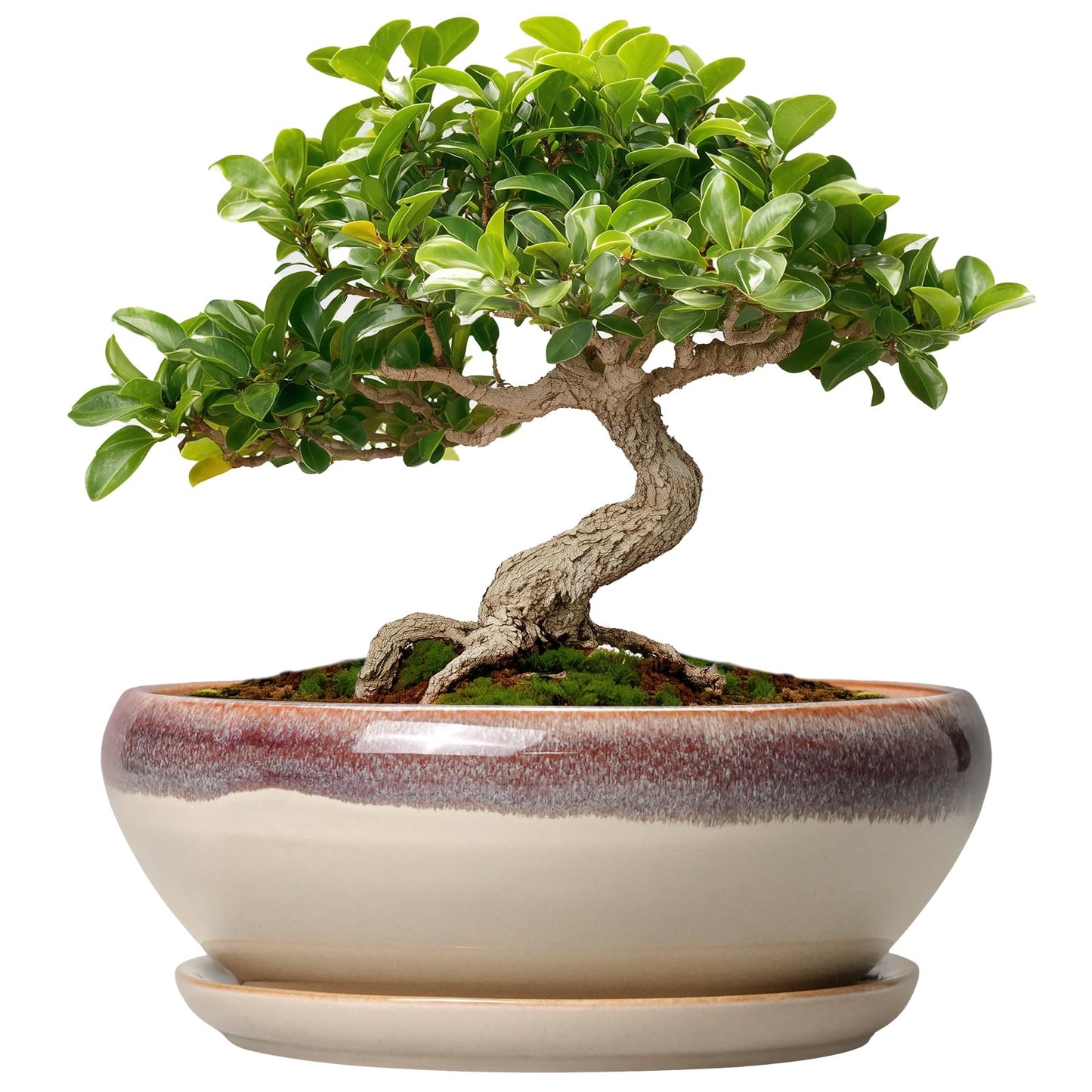 SQOWL Small Bonsai Pots - 6 Inch Ceramic Plant Pots for Succulents, Shallow Planter with Drainage Hole and Saucer, Round Planters for Indoor Outdoor Cactus Plants, House Decor, Birthday Gifts, Beige