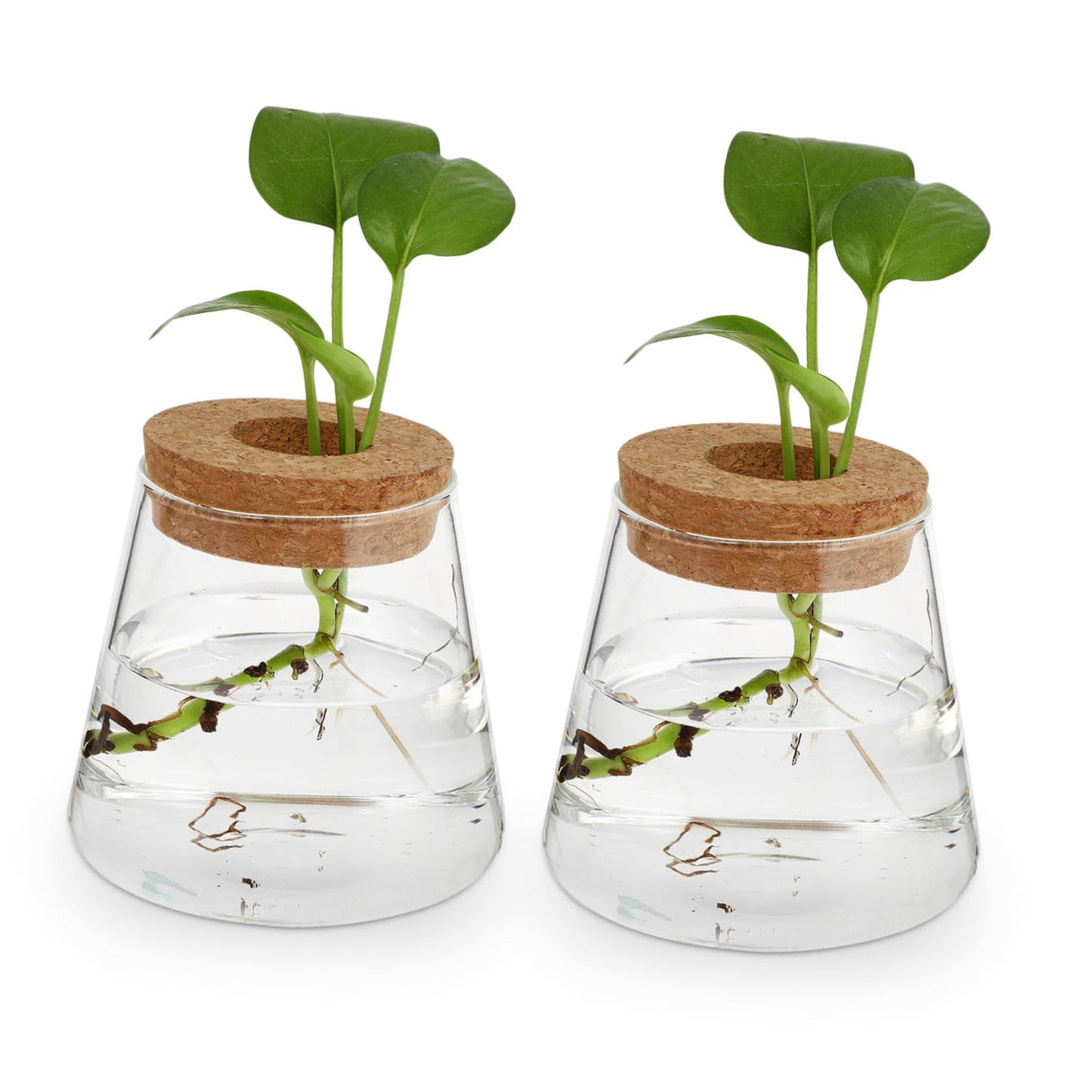 Ipetboom 2Pcs Glass Hydroponics Vase for Desktop Plant Propagation Home Decoration Terrarium Planter with Smooth Finish Stylish Glass Bottles for Floral Arrangement and Gift Ideas