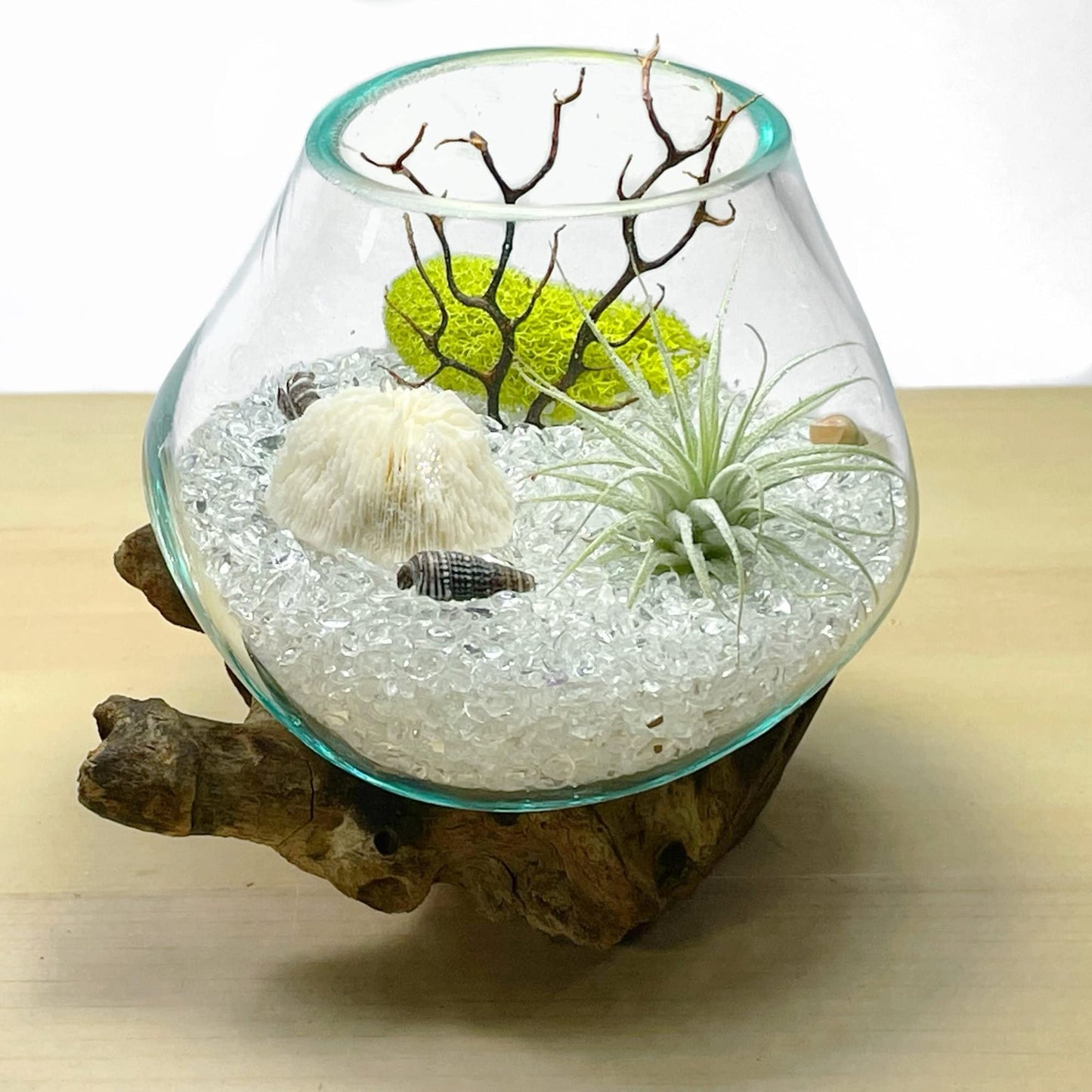 Terrarium Live Air Plant Genuine Coral, Black Fan in Molten Glass Vase-Clear Crystal Quartz Gemstone- Clarity Complete Kit Great Gift