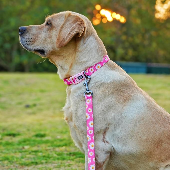 Dog Collar and Leash Set, Cute Pink Daisy Pattern, Polyester Material, 5ft Leash, for Medium Dogs.(M, Daisy Set)