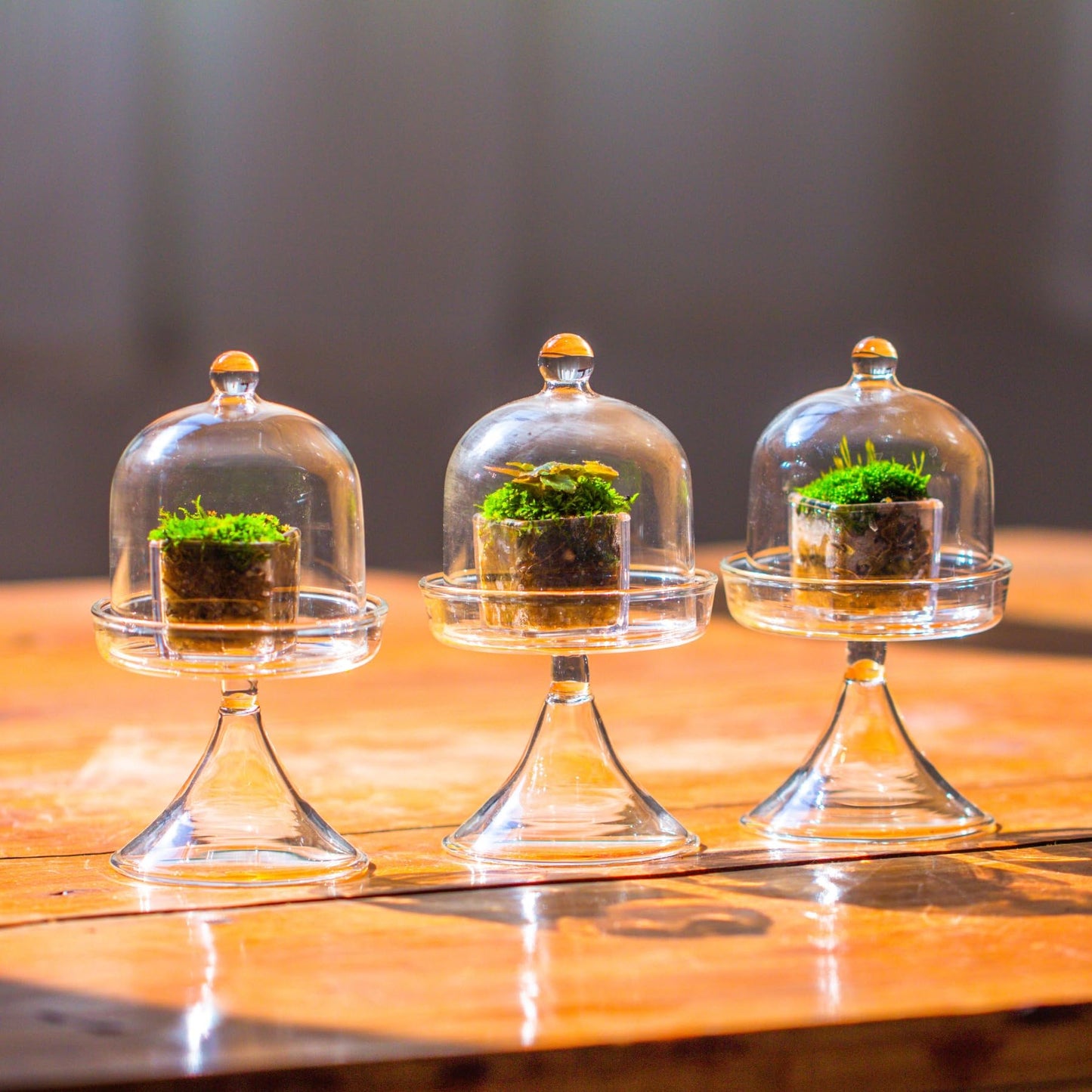 NCYP Mini Glass Bell Dome with Stand and Tiny Cube Planter for Display Jewelry, Ring, Small Plant - (3-Pack) 2.7" x 2.7" x 5" Little Cloche Set, Indoor Decor (Plants Not Included)