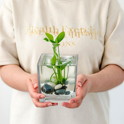 Set of 6 Square Glass Vases for Centerpieces – 5in x 5in x 5in Clear Short Flower Vase, Plant Terrariums, or Candle Holders for Wedding Centerpieces, Office Decor, Home Décor, Parties