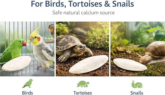 Birds LOVE 3.5-4″ Cuttlebone for Birds – 100% Natural Sun-Dried Calcium & Beak Conditioning Supplement for Parakeets, Budgies, Cockatiels, Finches & Canaries – 2 Pack with Holder – Made in Vietnam