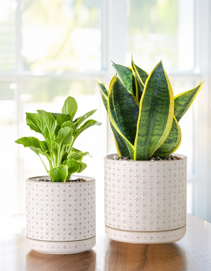 Plant Pots, 5+6 inch Planters Set of 2, Ceramic Pot for Indoor Plants with Drainage Hole and Saucer, Small Flower Pot for Succulent, White