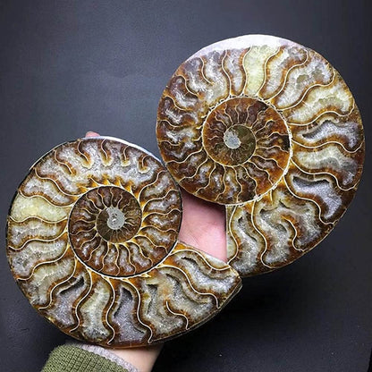 RALDMOV Natural Beautiful Ammonite Fossil Conch Specimen Collectibles Home Decor Gifts Ornament (6-7in)