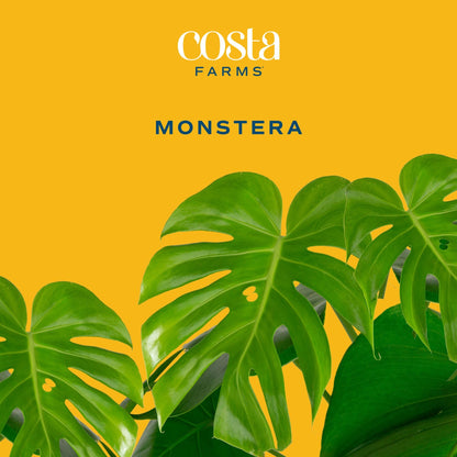 Costa Farms Monstera, Swiss Cheese Live Plant in Decorative Pot, Large Indoor Houseplant, Perfect for Home, Room, or Office Decor, Great House Warming or Birthday Gift, 2-3 Feet Tall