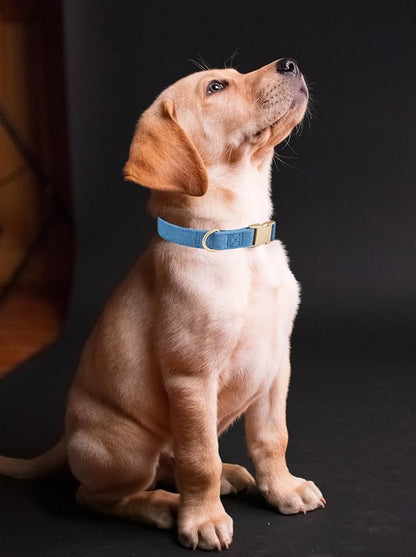 Soft Cotton Dog Collar with Metal Buckle Adjustable Heavy Duty Comfy Corduroy Collars for Small Medium Large Dogs,Blue,Large