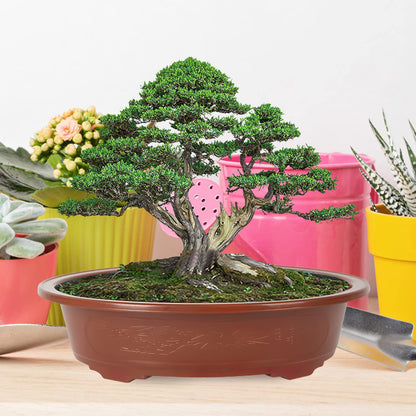 GANAZONO Planters Bonsai Training Pot Plastic Plants Growing Planter 4pcs Oval Oval Bonsai Pot Flowerpot Bowl Plants Growing Pots Brown Plant Pots