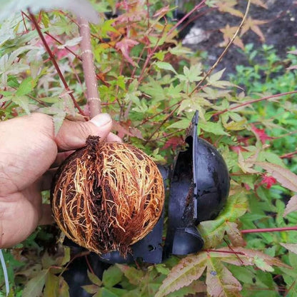 Weicoca 5Pcs Black Plant Rooting Device -Air Layering Pods - High-Pressure Propagation Ball Rooter Box for Garden -Reusable Plant Rooting Device Plant Rooting Grow Box