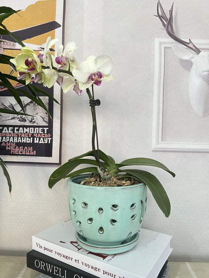 Beitewei Orchid Pots with Holes Round Ceramic Flower Container Succulent Plant Planter Butterfly Pot Saucer Windowsill Contemporary Home Decoration (6 Inch, Light Green)