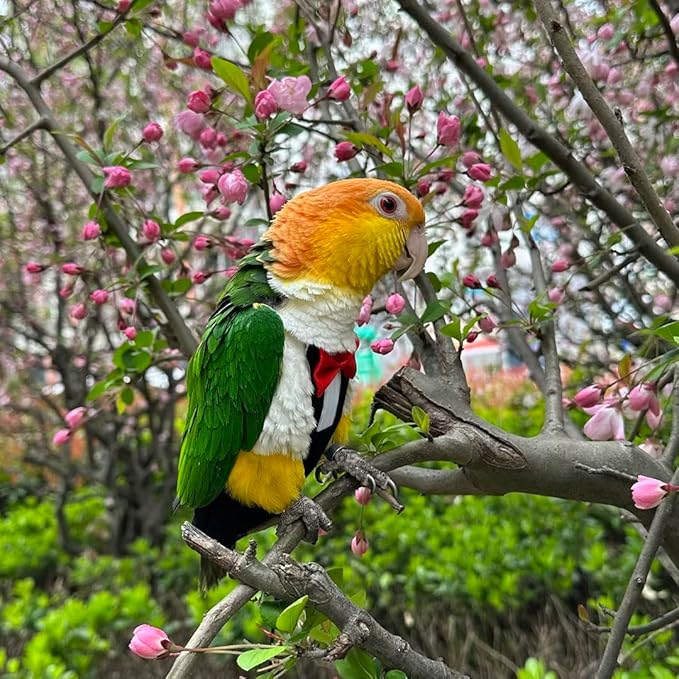 Bird Harness Leather Set Tuxedo Flight Suits with Nappy Diapers Waterproof Inner Layer Urine Wet for Parrot Cockatiel Conure Parakeet Macaw Budgie (5XL)