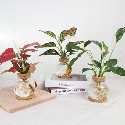 CHPINDAM Plant Propagation Station,Hydroponic Glass Container Vase Jars, with Wooden Saucer for Desks, Houses, Garden Decorations, Home Kitchen Decorations and Gifts for Plant Lovers (4)