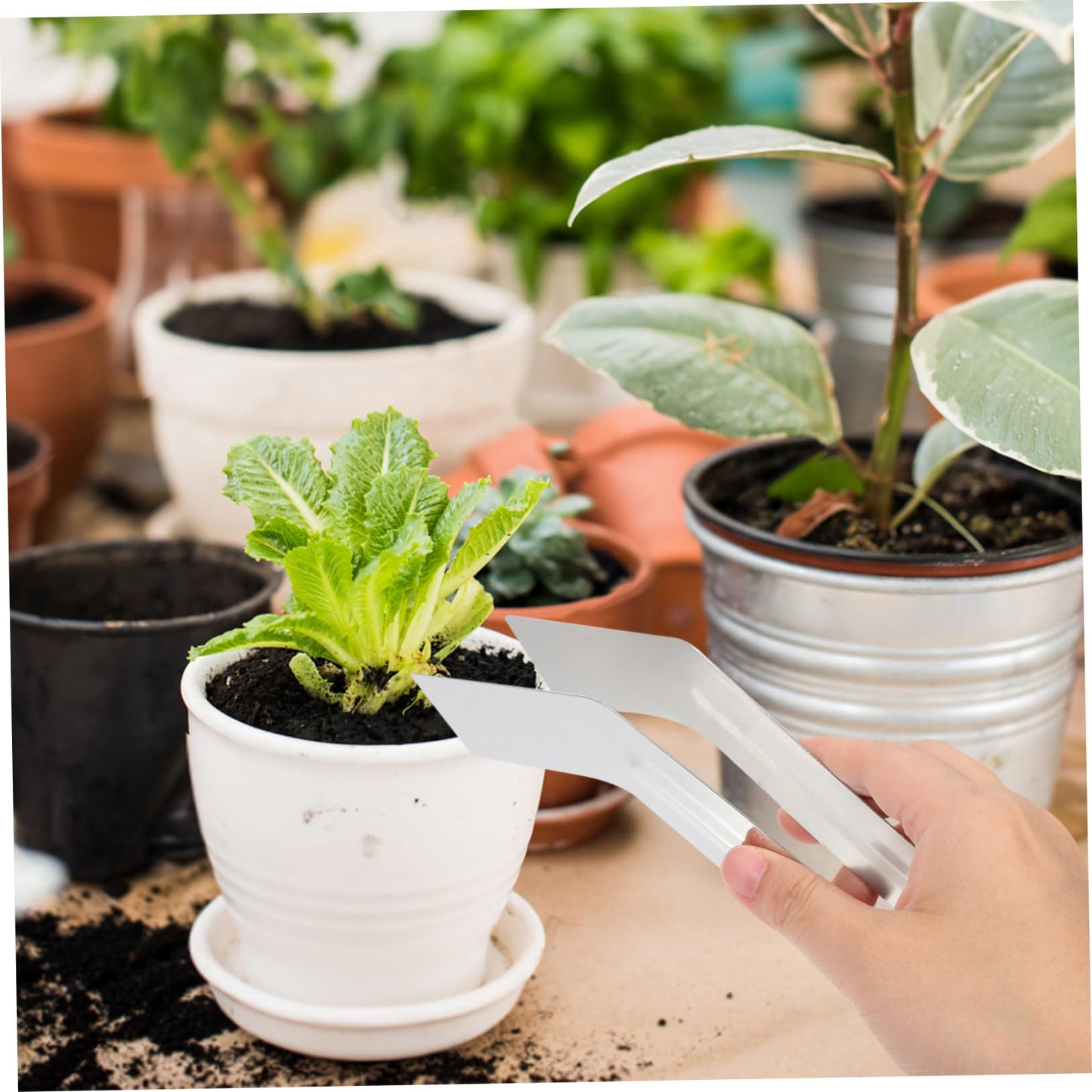 IWOWHERO Multi-use Plants Supplies for Plants Remove Transplant Portable Small Tongs