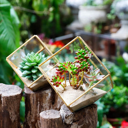 ELEGANTLIFE Glass Geometric Plant Terrarium,Succulent & Air Planter for Home Garden Office Decoration(Gold Cubic Set of 2)
