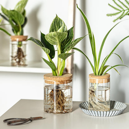 CHPINDAM Glass Propagation Stations for Plants -Desktop Flower Vases,Propagation Flower Vases Set – 2 Large & 2 Small for Plant Cuttings，for Living Room, Bedroom Decoration,Home,Office Decor (4)