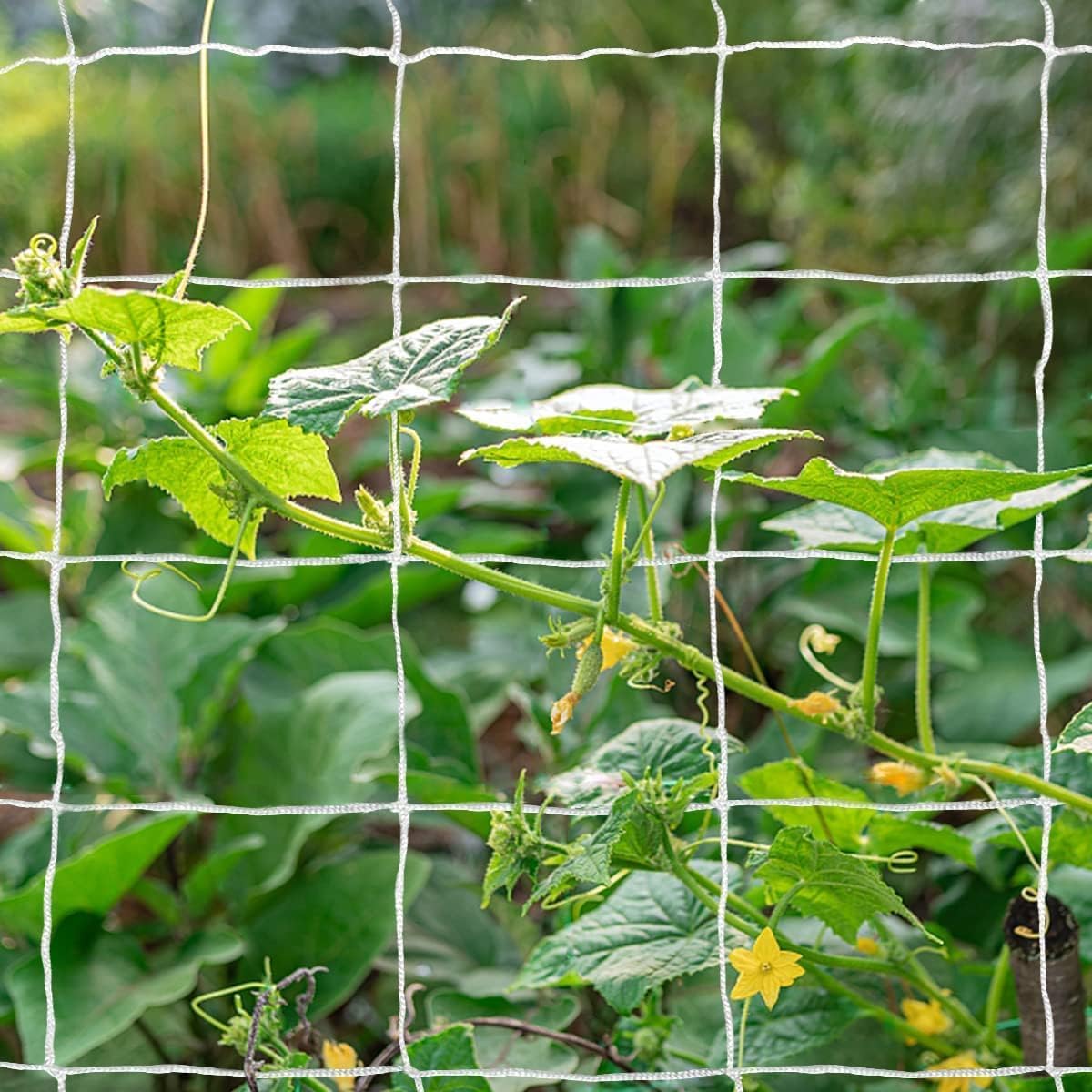 Tcamp Trellis Netting for Climbing Plants, Cucumber Trellis for Garden (5Ft x30Ft, 6" Square Mesh Ployester, 2 Pack)