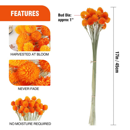MIHUAGE Dried Globe Amaranth Flower with Wheat Straw Natural - 40PCS Bouquet for Vase Home Decor Party DIY Arrangement (Orange)