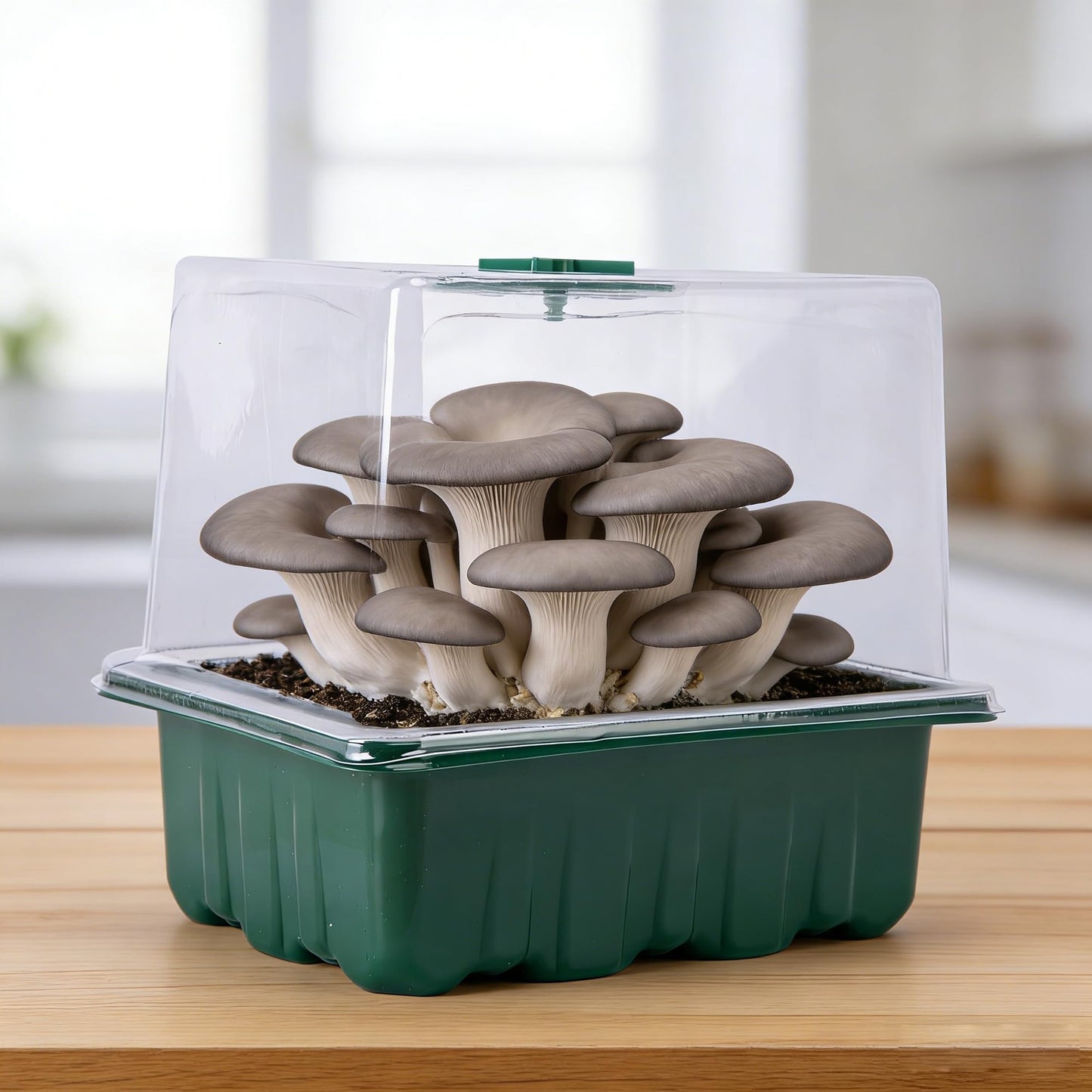 DECOHS 2 Pack Monotub Mushroom Grow Kit, 6.5" x 5" x 6.5" Small Mushroom Fruiting Chamber Propagation Boxes, Monotub Mushroom Growing Box Mini Greenhouse with Spray Bottle for Horticulture Supplies