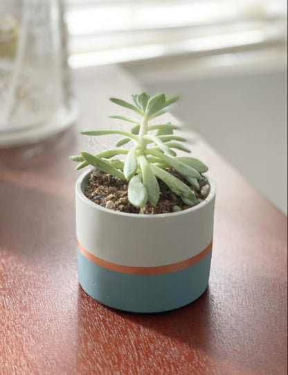 Chez JuJu Assorted Nordic Cement Succulent Pots 3.5" Planters with Drainage | 3 Pack