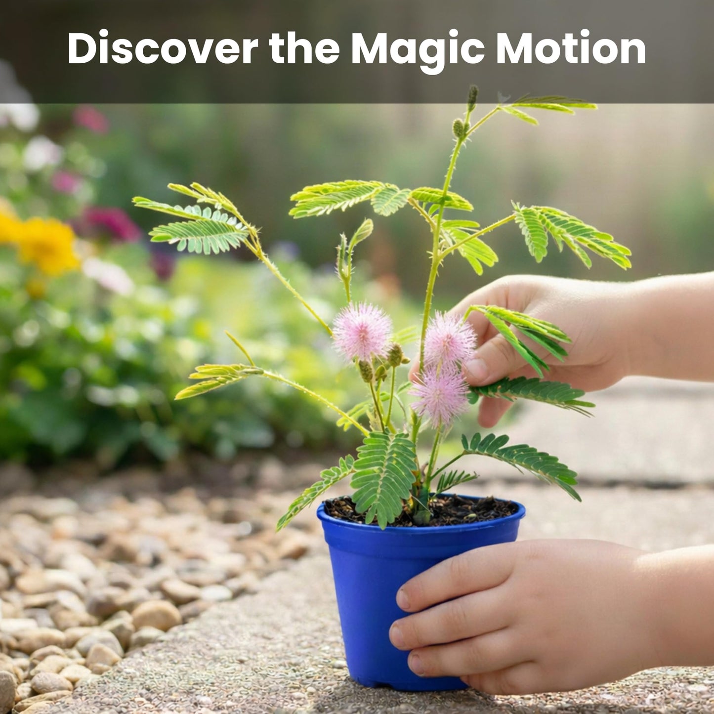 TickleMe Plant Deluxe Family Greenhouse Kit - Grow the Playful Plant that Closes Its Leaves When Tickled! Includes Mini Greenhouse, 3 Seed Packets, Soil Pellets & Pots - Fun Indoor Gardening Gift