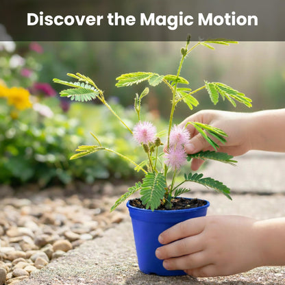 TickleMe Plant Deluxe Family Greenhouse Kit - Grow the Playful Plant that Closes Its Leaves When Tickled! Includes Mini Greenhouse, 3 Seed Packets, Soil Pellets & Pots - Fun Indoor Gardening Gift