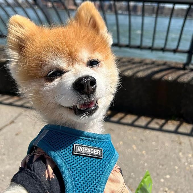 Best Pet Supplies Voyager Step-in Air All Weather Mesh Harness and Reflective Dog 5ft Leash Combo with Neoprene Handle, for Small, Medium and Large Breed Puppies - Turquoise, X-Small