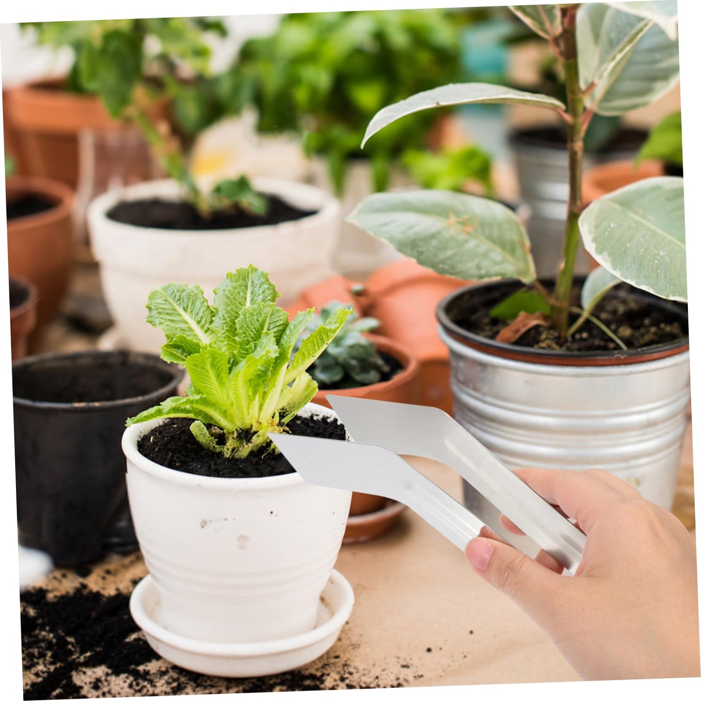MOBUTOFU Convenient Transplanting Tongs for Gardening Stainless Steel Seedling Transplanting Tool Practical Plants Remove Tong for Skill Levels