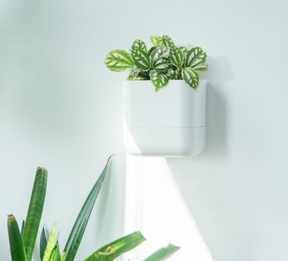 Phoenix Vine 6.5 Inch Wall Mounted Self-Watering Planter Pot for Indoor Houseplants and Herbs | Hanging Planter for Window Sills, Bathroom Walls, Home & Office Décor, White, Set of 3, 01-C-D-3
