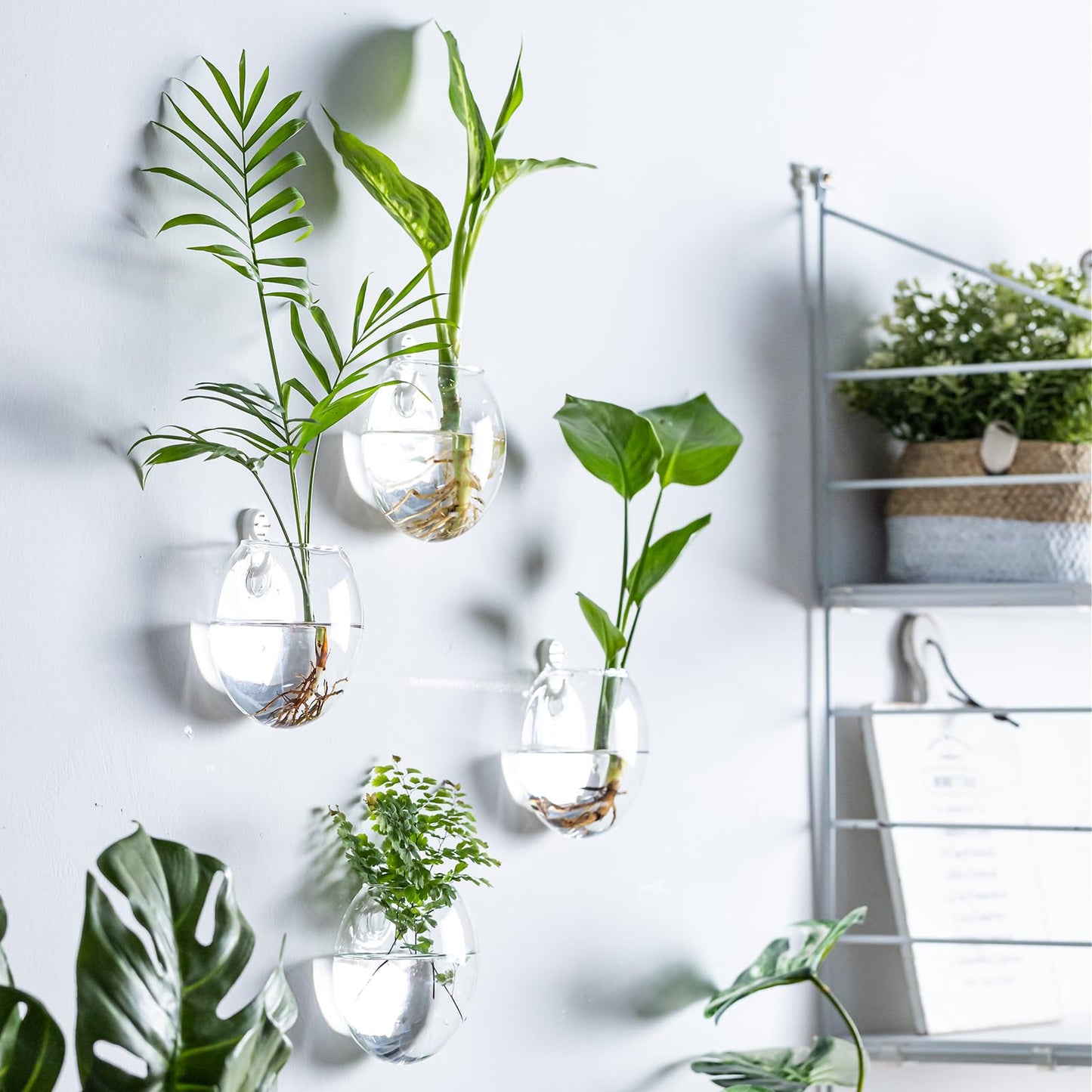 wangsdjy Wall Mount Plant Propagation Station - Clear Hydroponic Glass Vase, Oblate Planter for Indoor Plants | Perfect for Home, Office, Bathroom Decor | Gift for Plant Lovers (4)