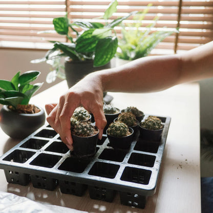 KINGLAKE 2 Inch Plastic Nursery Pots,100 Pcs Seed and Cutting Pots for Succulent Plants (Black)